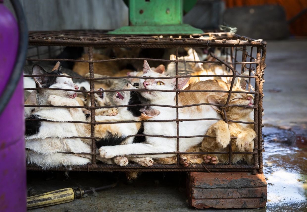 Dark Trade: How Superstition Drives the Underground Cat Meat Market Across Indochina