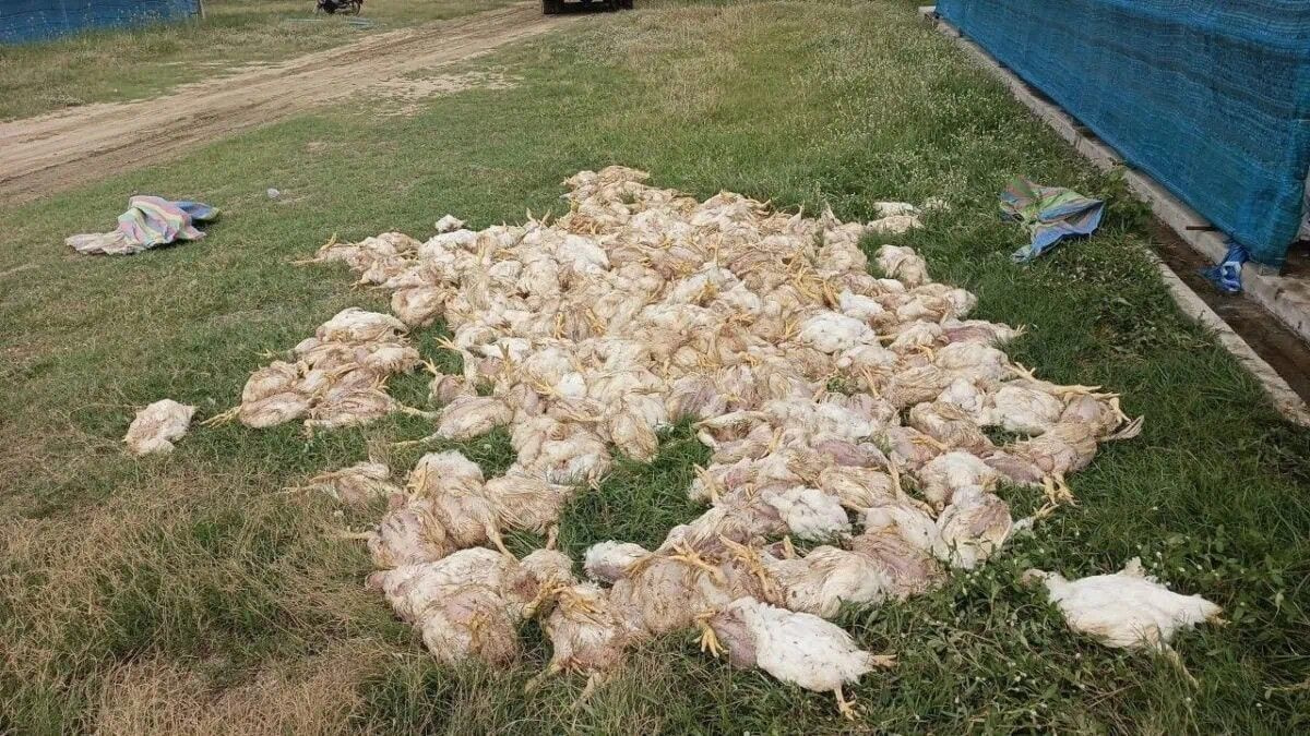 Cambodia battery recycling fire kills 2,000 chickens, sparks environmental enforcement action