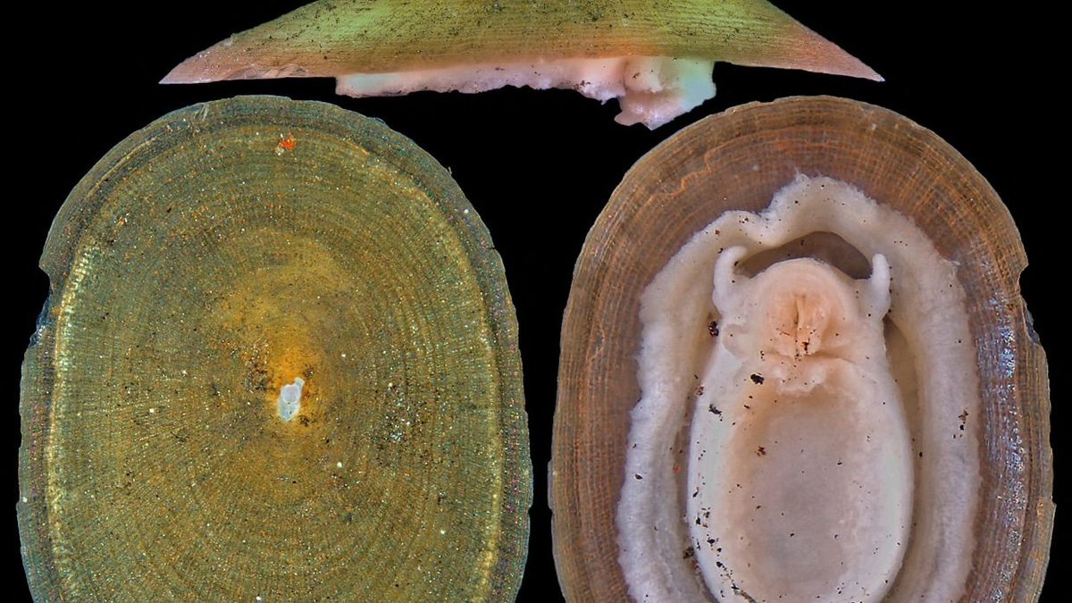 Deep-Sea Mining Poses Existential Threat to Rare Molluscs, Warns Global Conservation Body