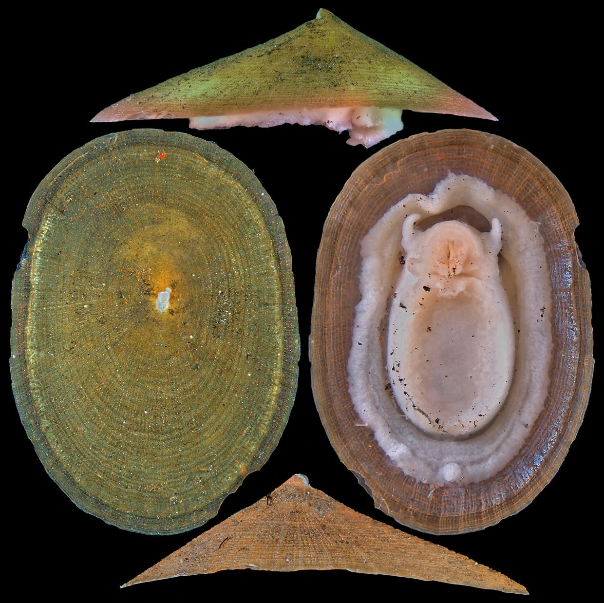Deep-Sea Mining Poses Existential Threat to Rare Molluscs, Warns Global Conservation Body