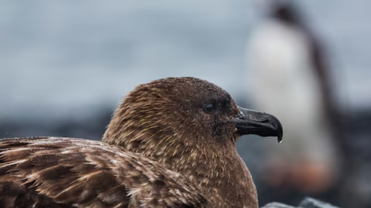 New Zealand confirms first H5N1 case as bird flu reaches final continent, launches emergency vaccination of endangered species
