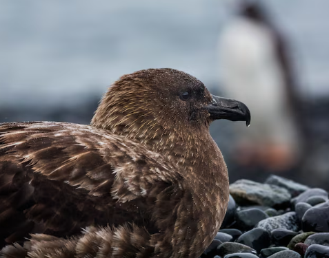 New Zealand confirms first H5N1 case as bird flu reaches final continent, launches emergency vaccination of endangered species