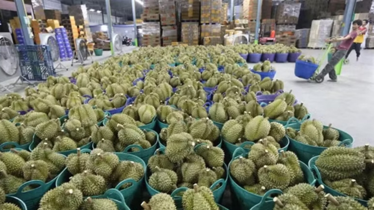 Vietnam Detains Deputy Agriculture Minister in Expanding Durian Export Corruption Scandal