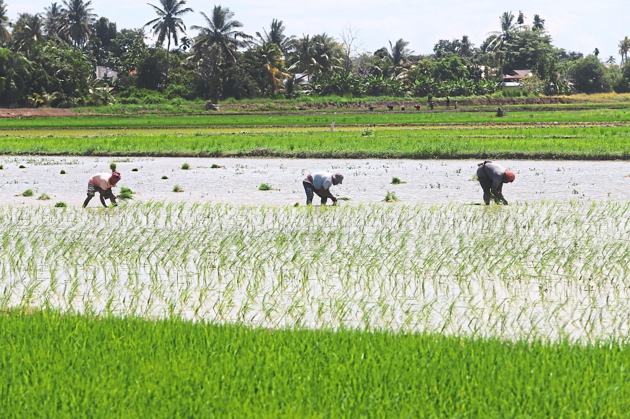 Malaysia Shields Food Prices from Middle East Turmoil Through Strategic Subsidies and Long-Term Reforms