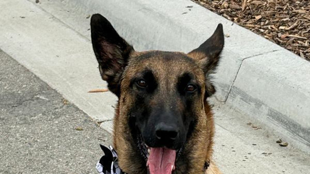 Canine Security Forces Take Centre Stage at World Cup 2026, Balancing Protection with Reassurance