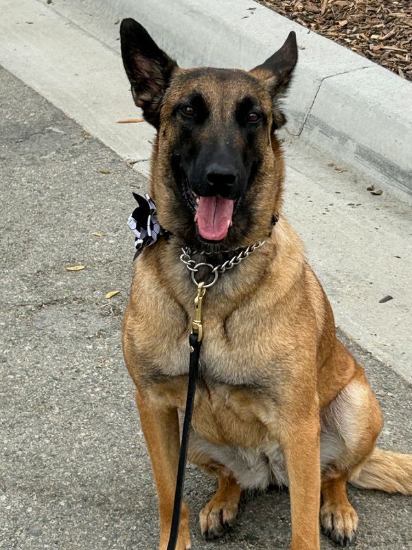 Canine Security Forces Take Centre Stage at World Cup 2026, Balancing Protection with Reassurance