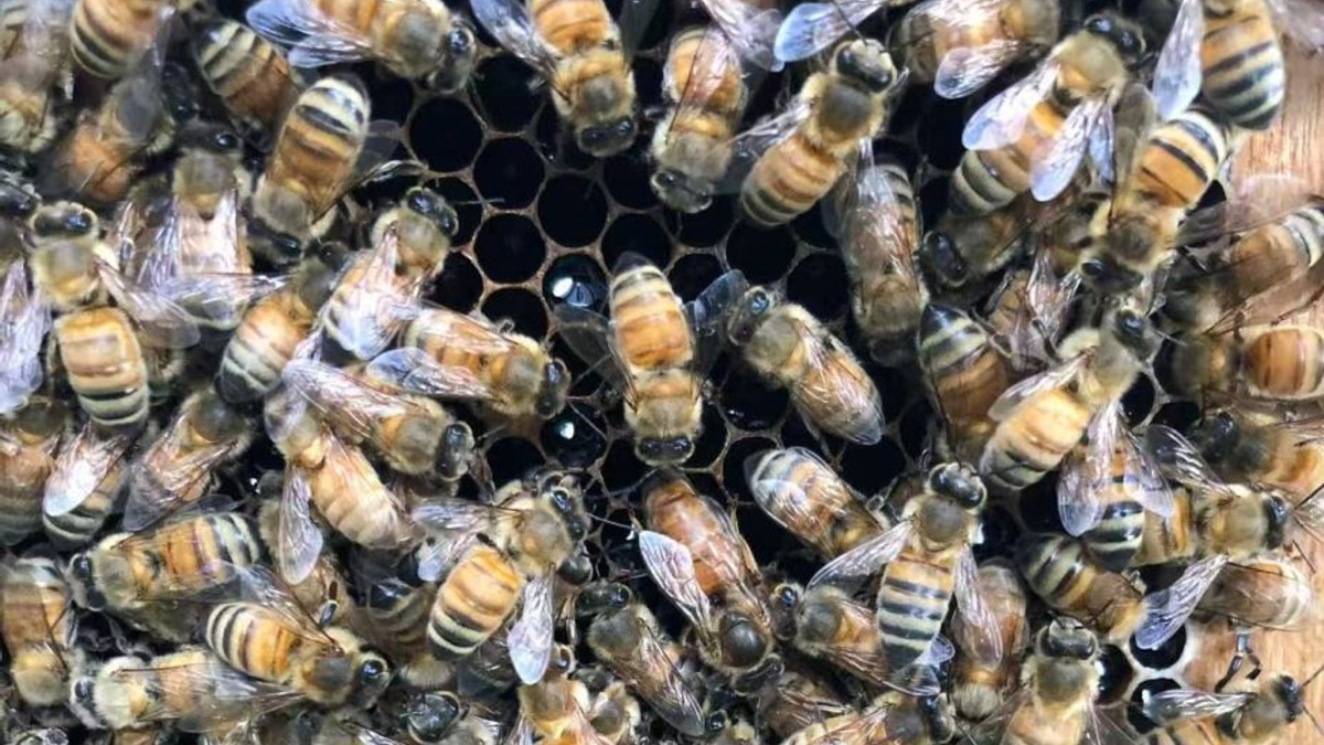 How Worker Bees Engineer a 'Royal Palace' to Crown Their Queen