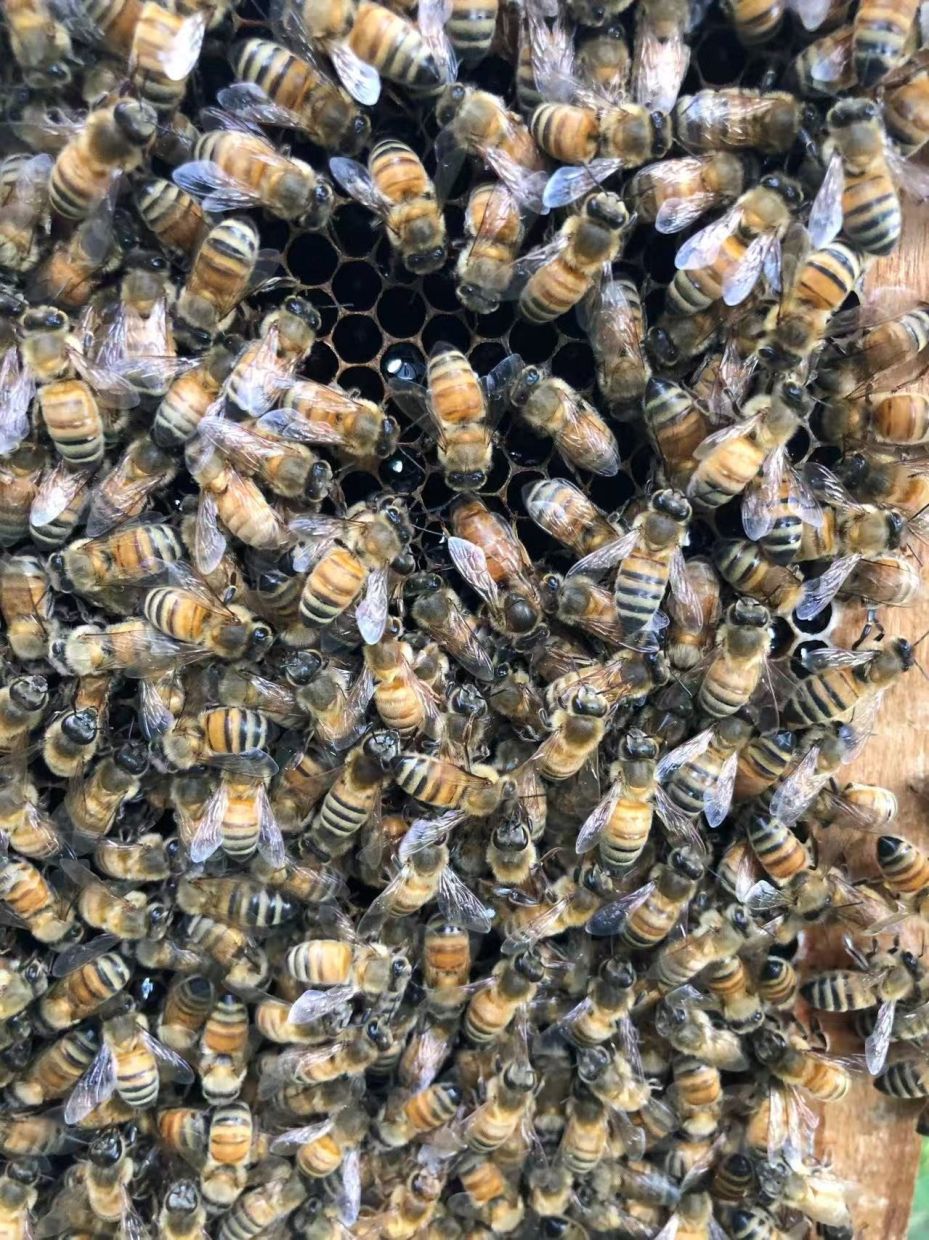 How Worker Bees Engineer a 'Royal Palace' to Crown Their Queen