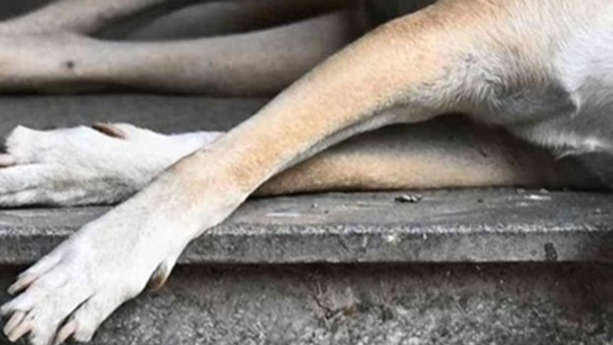 Two Klang Council Officers Questioned Over Death of Stray Dog Rocky During Capture Operation