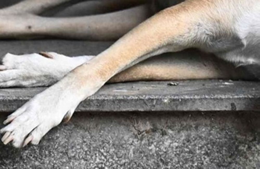 Two Klang Council Officers Questioned Over Death of Stray Dog Rocky During Capture Operation