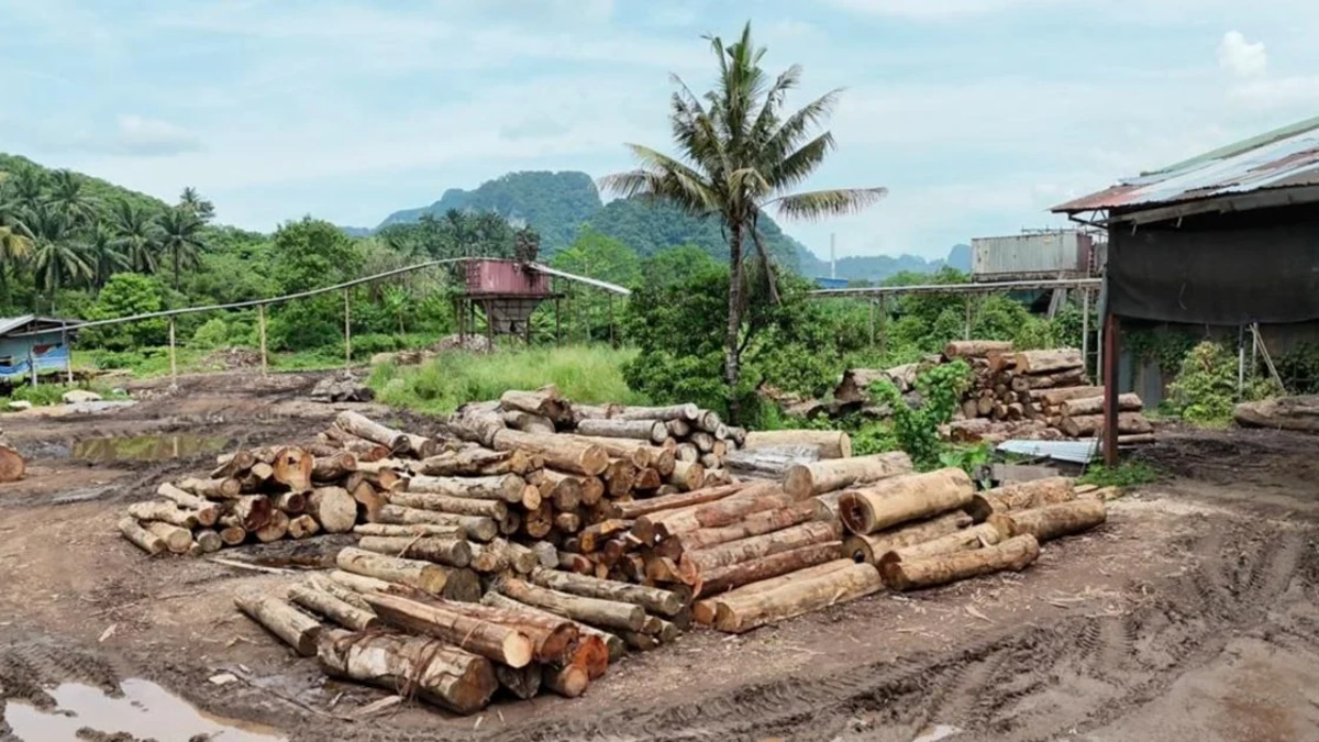 Forest Guards Crack Down on Illegal Logging with Major Seizure in East Coast States