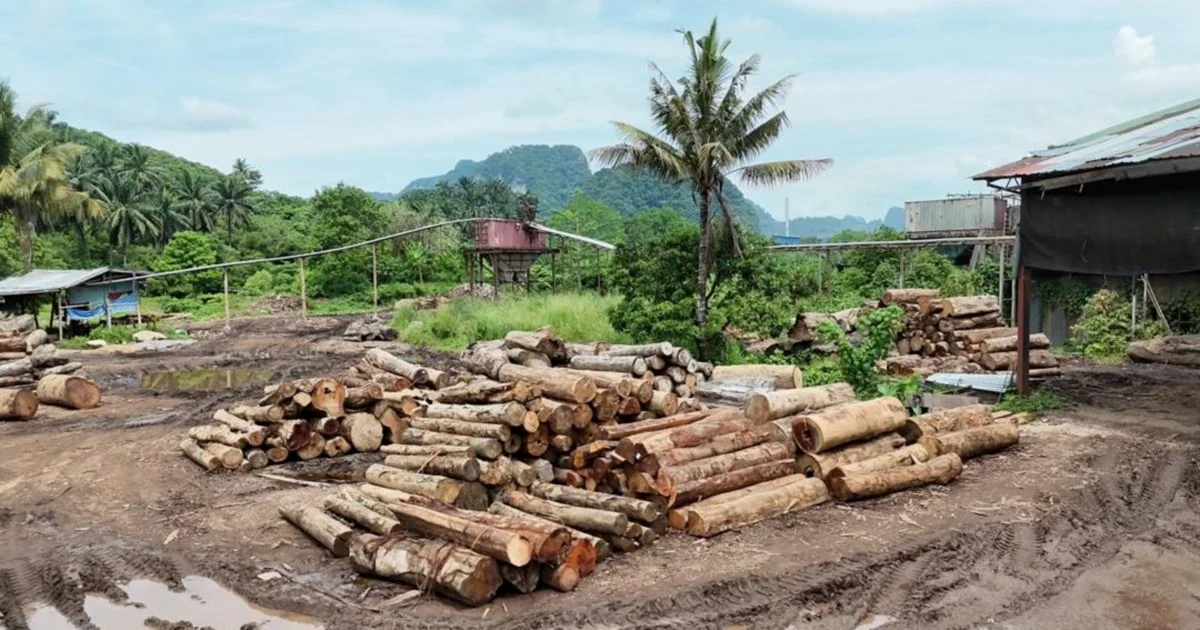 Forest Guards Crack Down on Illegal Logging with Major Seizure in East Coast States